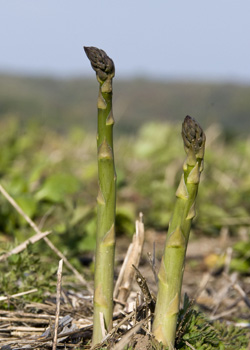 Asparagus
