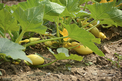 Crookneck Squash