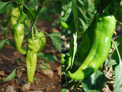 Cubanelles and an Italian Frying Pepper