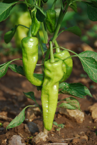 Cubanelle peppers