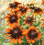 Gloriosa daisies