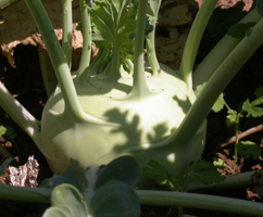 Kohl-rabi