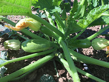 Mediterranean Zucchini also called Middle Eastern Zucchini, or Gray Squash