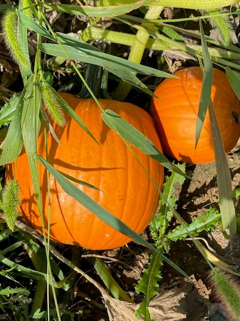 pumpkins at The Tree Farm