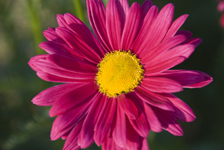 Painted daisy