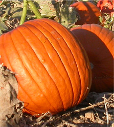 Pumpkin in the pumpkin field