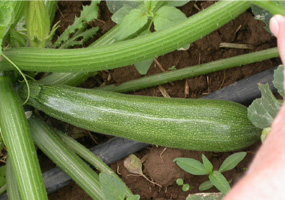 Zucchini