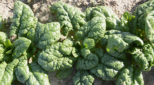 Spinach at the Tree Farm