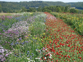 Statice and Gomphrena