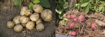 New potatoes, white potatoes, red potatoes