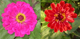 zinnias