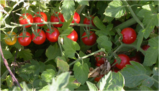 Cherry tomatoes.
