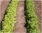 Baby lettuce waiting to be picked