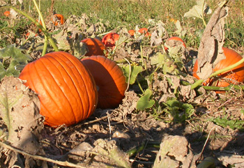 Pumpkins are ready to pick.