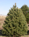 A 7 foot Scotch pine Christmas tree at The Tree Farm