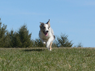 Flurry, the border collie who entertains customers at The Tree Farm