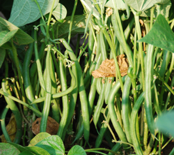 Green Beans prefect for picking at the Tree Farm