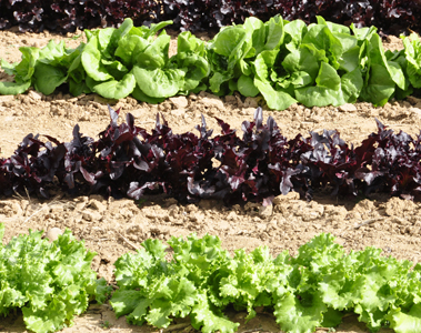 lettuce at The Tree Farm