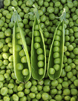 Peas at The Tree Farm, The Pick Your Own Vegetables Place